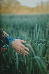 A Women hand Gentle Touch Among Green Wheat Stalks at Dusk