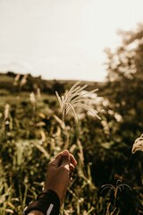 Hand Holding Foxtail Grass in the Warm Glow of Sunset