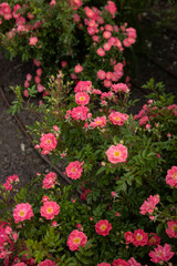 close up of light pink small rose blooming on a bush summer
