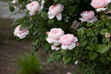 light pink rose on a bush summer flowers