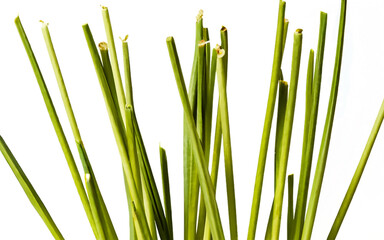 Obraz premium Row of lemon grass, valued both for its culinary uses and mosquito-repelling properties, displaying tall stalks and lush green leaves, isolated on transparent background