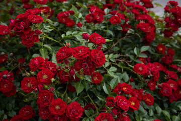red small rose blooming flowers on a bush summer nature