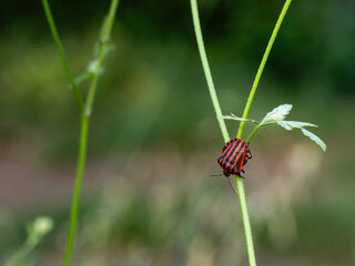 Imágenes macro de flores e insectos