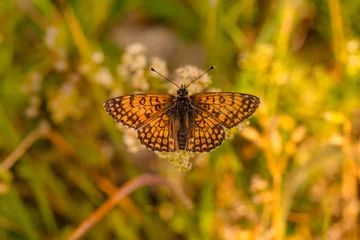 Fototapeten Macro shots, Beautiful nature scene. Closeup beautiful butterfly sitting on the flower in a summer garden.   © blackdiamond67