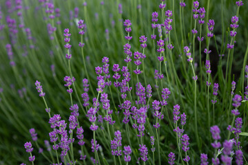 lavender blooms on a bush flowers summer green background