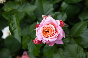 One blooming rose flowers on green background top view