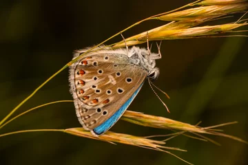 Fototapeten Macro shots, Beautiful nature scene. Closeup beautiful butterfly sitting on the flower in a summer garden.   © blackdiamond67