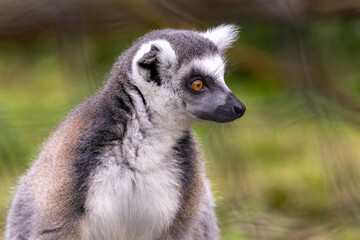 Fototapeta premium The ring-tailed lemur looks very surprised.