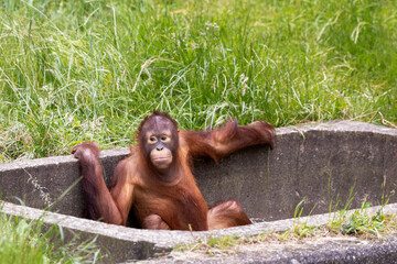 Orangutan toddler is playing in a concrete tub.