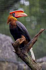 The rufous hornbill sits on a branch and looks behind it.