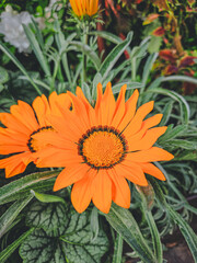 Close-up of Orange Flower Surrounded by Leaves in a Garden