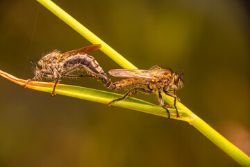 Macro shot of a robber fly in the garden