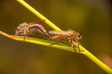 Fototapeten Macro shot of a robber fly in the garden © blackdiamond67