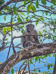 Monkey on Tree Branch