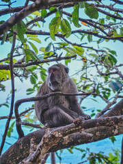 Monkey in a Jungle Tree close to a Cliff