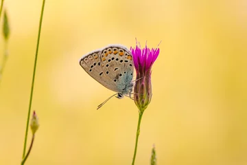 Fototapeten Macro shots, Beautiful nature scene. Closeup beautiful butterfly sitting on the flower in a summer garden.   © blackdiamond67