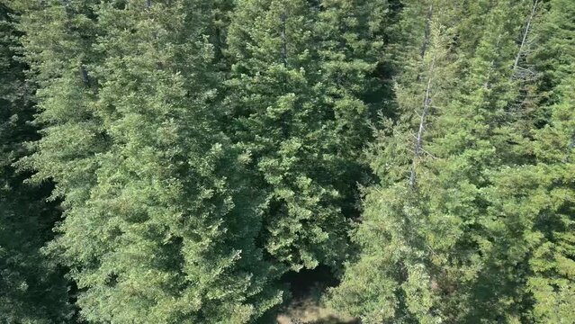 Bosque de Colon-Sequoias Poio - Green Sequoia Trees In Forest In Pontevedra, Spain. descending drone shot