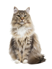 Obraz premium Full body shot of Siberian cat, sitting, looking around curiously.