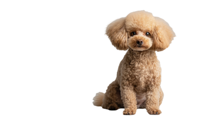 polite toy poodle puppy sit nicely