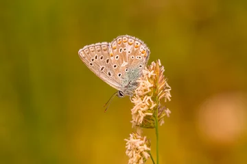 Fototapeten Macro shots, Beautiful nature scene. Closeup beautiful butterfly sitting on the flower in a summer garden.   © blackdiamond67