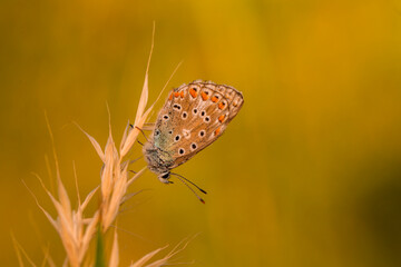 Macro shots, Beautiful nature scene. Closeup beautiful butterfly sitting on the flower in a summer garden.

