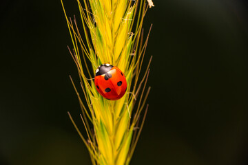 Macro shots, Beautiful nature scene.  Beautiful ladybug on leaf defocused background