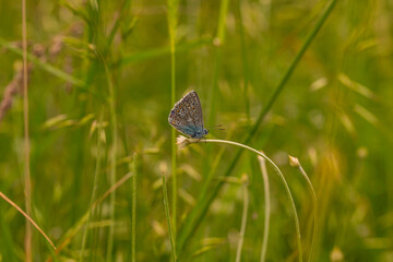 Macro shots, Beautiful nature scene. Closeup beautiful butterfly sitting on the flower in a summer garden.

