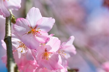 青空に映える桜