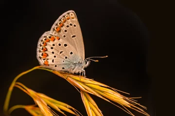Fototapete Macro shots, Beautiful nature scene. Closeup beautiful butterfly sitting on the flower in a summer garden.   © blackdiamond67