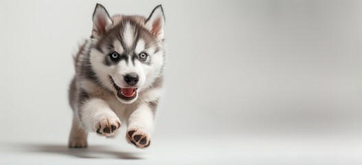 Husky puppy bursts with boundless energy as it leaps through the air. Its paws are outstretched, and its eyes sparkle with excitement.