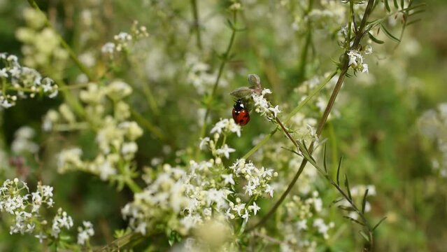 Close-up of the ladybird beetle on the white bedstraw 