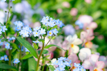 forget me not flowers