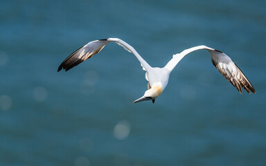 Northern Gannet, Morus bassanus, birds in flight over cliffs, Bempton Cliffs, North Yorkshire, England