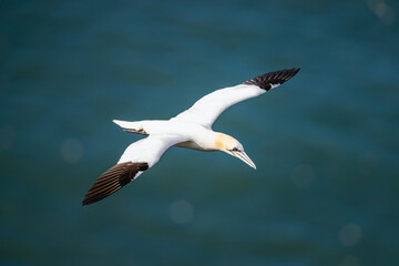 Northern Gannet, Morus bassanus, birds in flight over cliffs, Bempton Cliffs, North Yorkshire, England
