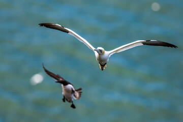 Northern Gannet, Morus bassanus, birds in flight over cliffs, Bempton Cliffs, North Yorkshire, England