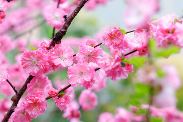 pink cherry blossom