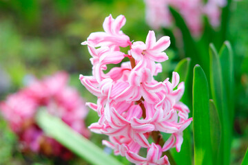 Obraz premium pink flower