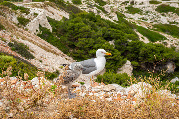 Goéland et son petit
