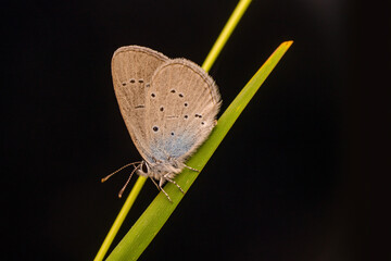 Macro shots, Beautiful nature scene. Closeup beautiful butterfly sitting on the flower in a summer garden.

