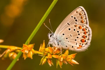 Selbstklebende Fototapeten Macro shots, Beautiful nature scene. Closeup beautiful butterfly sitting on the flower in a summer garden.   © blackdiamond67