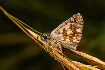 Macro shots, Beautiful nature scene. Closeup beautiful butterfly sitting on the flower in a summer garden.

