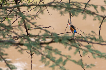 A grey-headed kingfisher perched on a twig over a river in The Masai Mara, Kenya