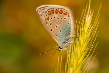 Gordijnen Macro shots, Beautiful nature scene. Closeup beautiful butterfly sitting on the flower in a summer garden.   © blackdiamond67