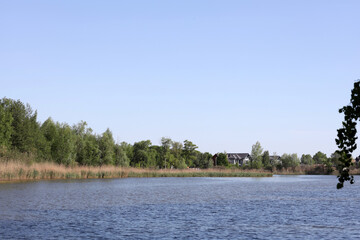 Forest at the river bank
