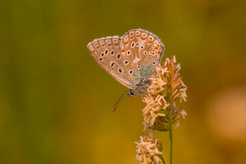 Macro shots, Beautiful nature scene. Closeup beautiful butterfly sitting on the flower in a summer garden.

