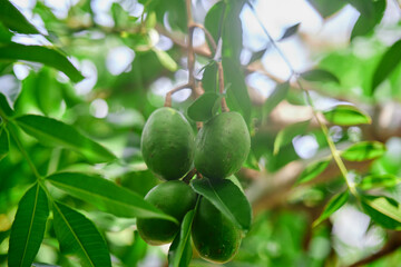  Elaeocarpus hygrophilus Kurz hanging on tree branch
