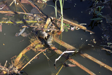 The frog sitting on the water in lake