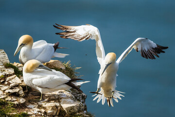Northern Gannet, Morus bassanus, birds in flight over cliffs, Bempton Cliffs, North Yorkshire, England