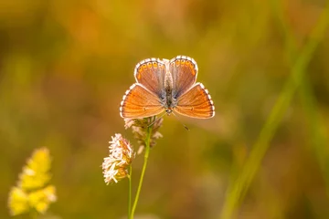 Gordijnen Macro shots, Beautiful nature scene. Closeup beautiful butterfly sitting on the flower in a summer garden.   © blackdiamond67