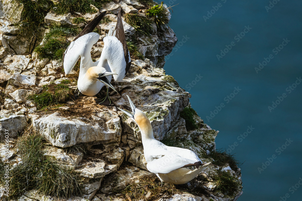 Wall mural Northern Gannet, Morus bassanus, birds on cliffs, Bempton Cliffs, North Yorkshire, England